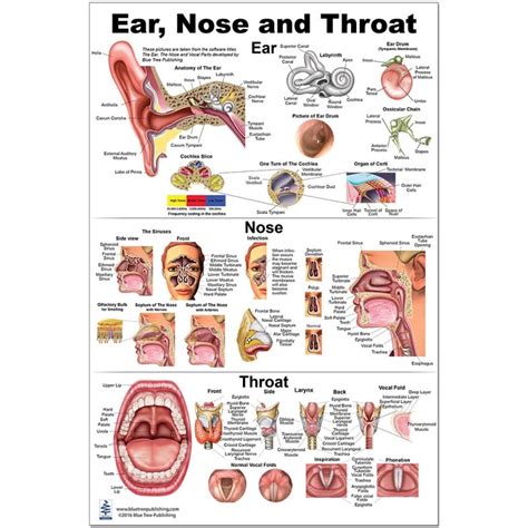 Ears Nose And Throat Diagram
