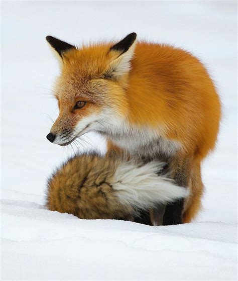 Pin On Foxy