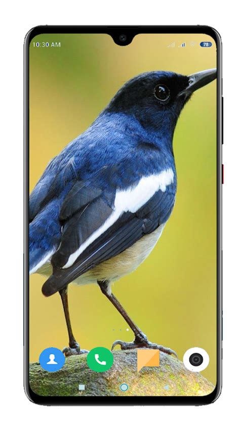 Bird Wallpaper 4k Apk для Android — Скачать