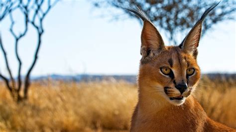 41 Caracal Hd Wallpapers Background Images Wallpaper Abyss