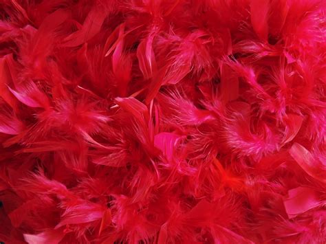40 Red Feather Wallpaper