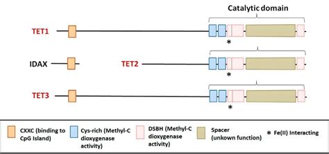 Tets Showed A Catalytic Region In Their C Terminal With Methylcytosine