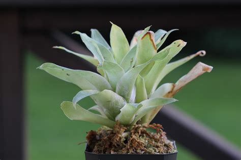 Catopsis Berteroniana One Of The Few Known Carnivorous Bromeliads