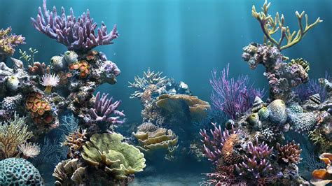 47 Aquarium Hd 1080p Wallpaper On Wallpapersafari