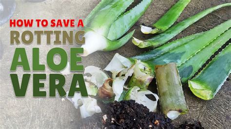How To Save A Rotting Aloe Vera