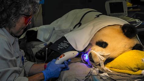 Giant Panda Chips Tooth Heads To Dentist Nbc 7 San Diego