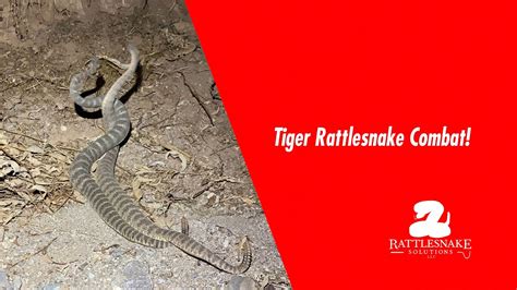 Tiger Rattlesnake Combat Youtube