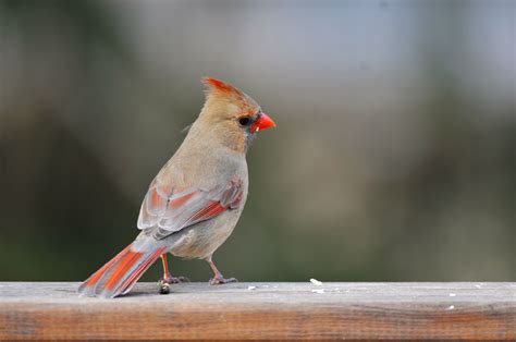 Pictures Of Female Red Birds Birdbj