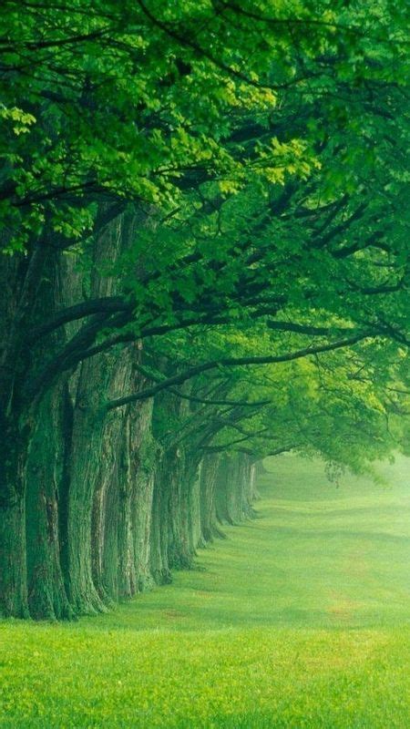 Green Tree Foggy Effect Wallpaper Download Mobcup
