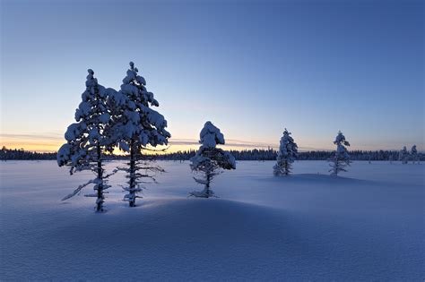 1366x768 Resolution Trees Covered By Snow In Winter 1366x768 Resolution
