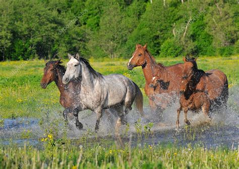 Horses Run On Water — Stock Photo © Vikarus 2625328