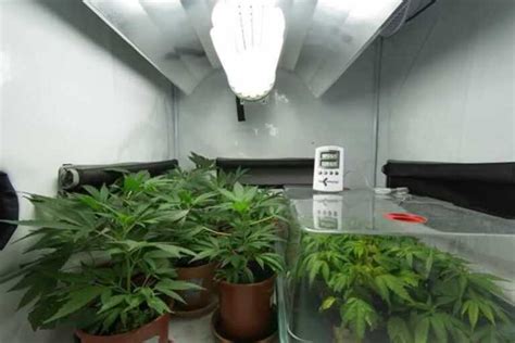 Diy How To Grow Cannabis Indoors And Outdoors