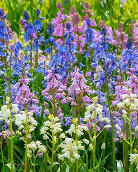 Hyacinthoides Hispanica Bulbs — Buy Spanish Bluebells Online At