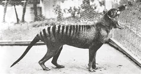 Footage Of The Last Tasmanian Tiger Ever Seen Alive The Vintage News