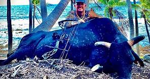 WILD "Devil Horn" BULL!!! {Catch Clean Cook} Pagan, Northern Mariana Islands