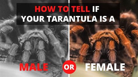 How To Tell If Your Tarantula Is A Male Or Female Youtube