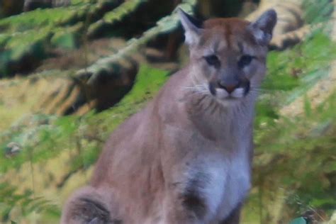 Second Reported Cougar Sighting Near Conrad The Northern View