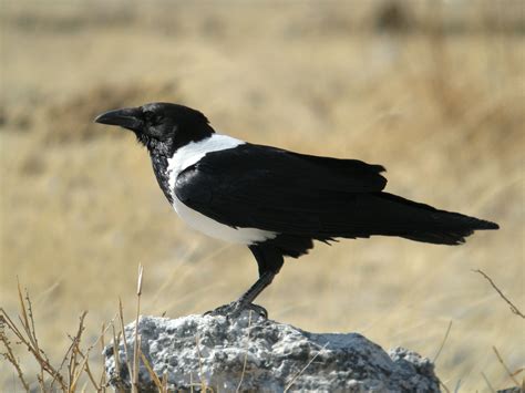 Bird Species Bird Crow