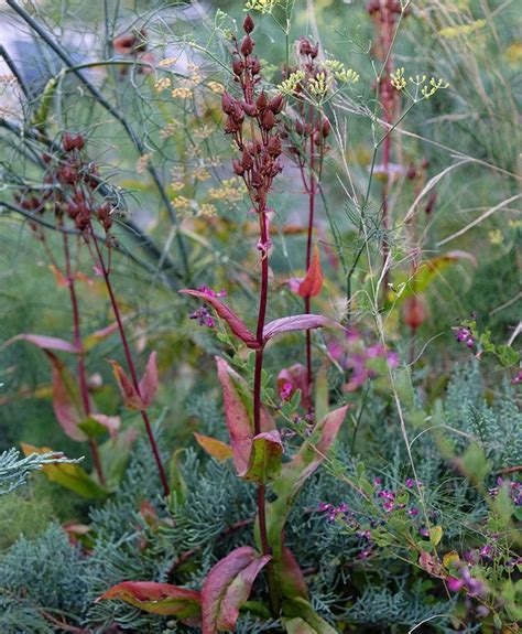 four favorite plants for fall color finegardening fine gardening gardening tips plant design