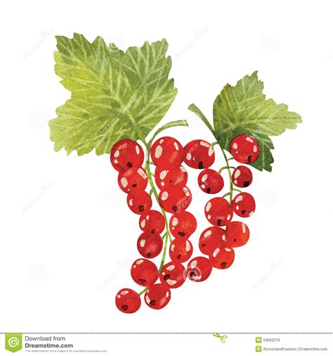 Red Currant Clipart 20 Free Cliparts Download Images On Clipground 2021