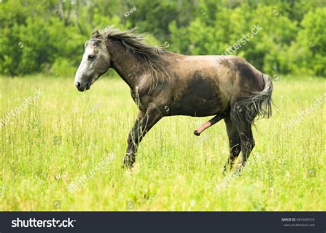 Stallion Big Penis Pasture Stockfoto Jetzt Bearbeiten 441693574