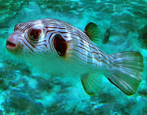 Puffer Fish Facts Interesting Facts About Puffer Fish