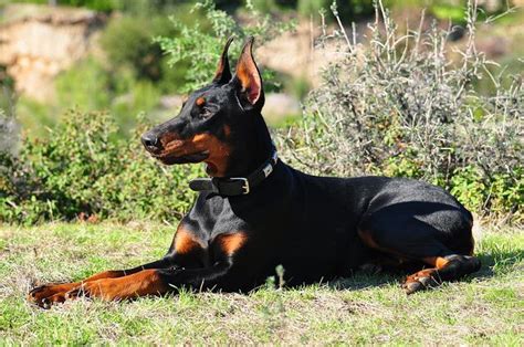 Opinion Examples Of Good Looking Crops Page 5 Doberman Forum