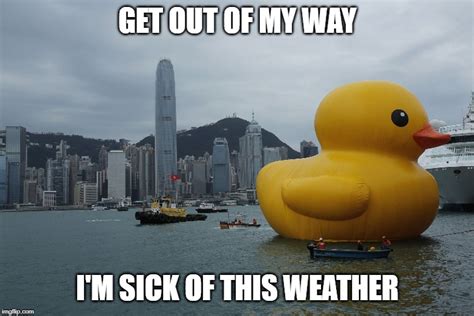 Rubber Duckie In Hong Kong Imgflip