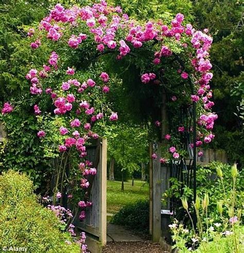 With its pretty small white flowers and a sweet orangey fragrance, a mock orange is a pure delight and heralds the beginning of summer. Landscaping And Outdoor Building , The Best Climbing Plant ...