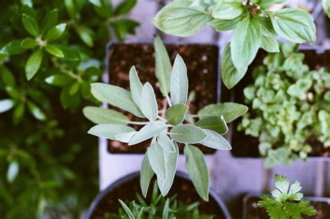 This herb is rich in vitamin d—this specific vitamin is good for the bones. Herbs & Spices For Anti-Aging