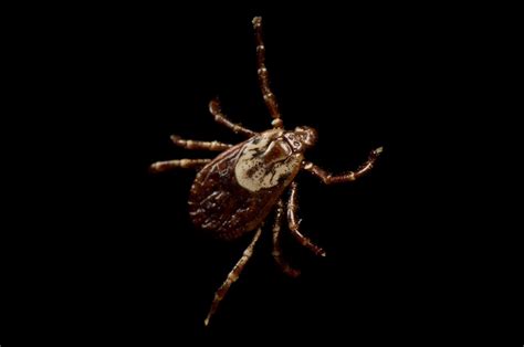 A Tick Bite Could Make You Allergic To Meat—and Its Spreading