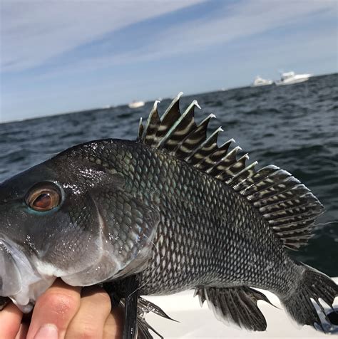 Black Sea Bass On Reef Lbi Fishing Report