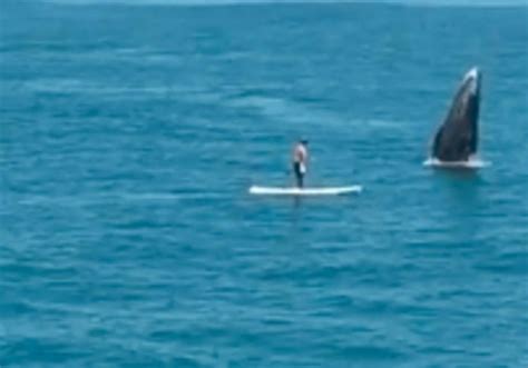 Stand Up Paddleboarder Encounters Whale At Oceanside Pier California