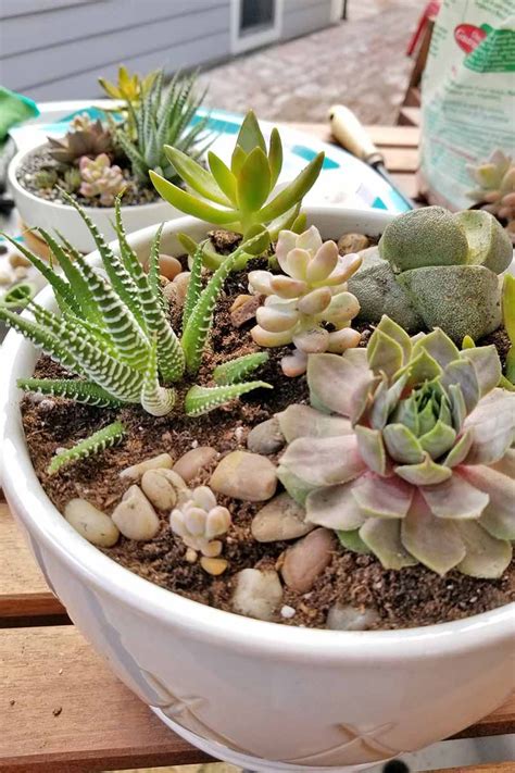 Awesome How To Grow Succulent Plants Outdoors References