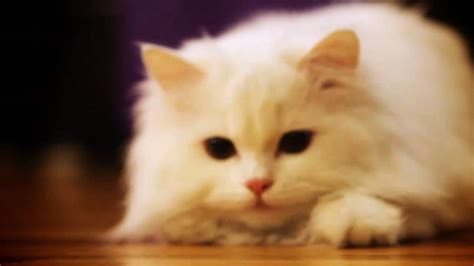 In fact they came first. Luna - Doll Face Persian Cat Chirps at Laser Toy - YouTube