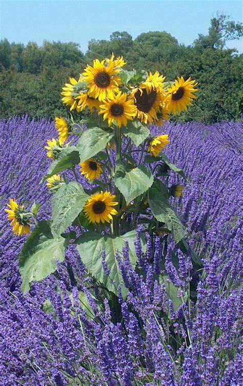 Sunflower In Lavender Photograph By Donna Meadows Fine Art America