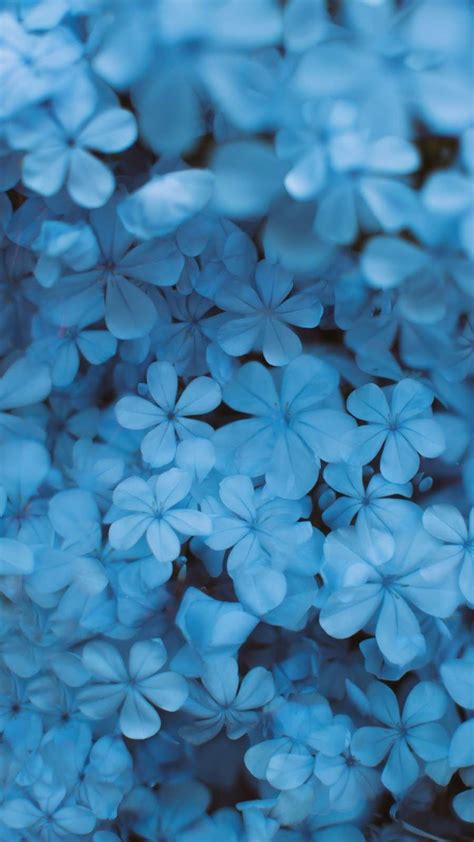 Blue Flowers Blue Flower Wallpaper Blue Flowers Flower Wallpaper