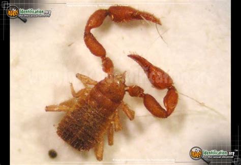 Scorpions Whipscorpions And Pseudoscorpion Insects