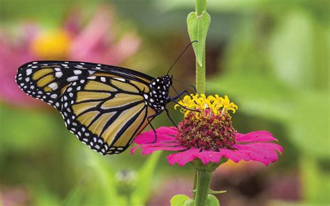 Attracting Pollinators To Your Garden In And Around