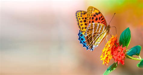 Butterfly And Flower 4k Ultra Hd Wallpaper High Quality Walls