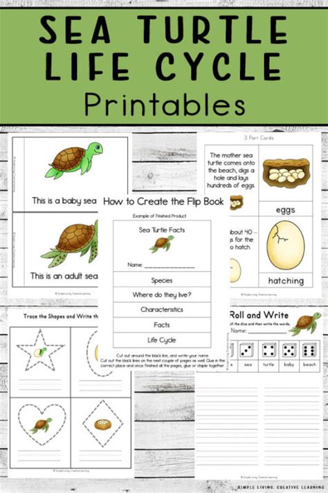 Sea Turtle Life Cycle Printables Simple Living Creative Learning
