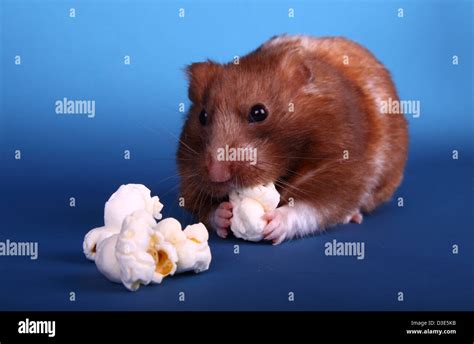 Syrian Hamster Eating Popcorn Stock Photo Alamy