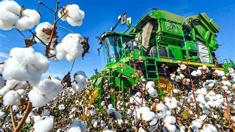 Cotton Harvesting Process How Cotton Is Harvested Modern Cotton