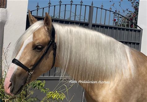 Handsome Stallion Palomino Pre Door Alex Andalusian Horses Op