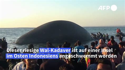 Riesiger Wal Kadaver In Indonesien Angeschwemmt Video Dailymotion