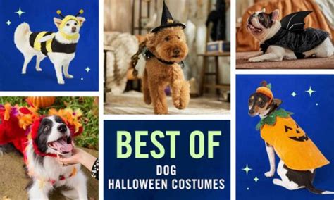 26 Of The Best Dog Costumes This Halloween Bechewy