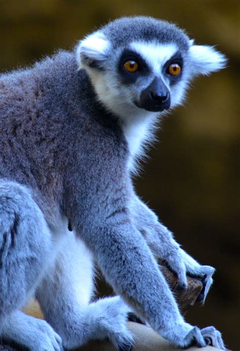 Lemur Amazing Creatures With Human Like Hands Zoo Animals Animals