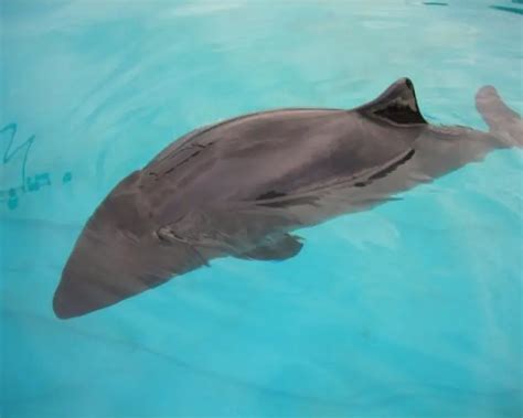 Dwarf Sperm Whale Zoopedia Wiki Fandom