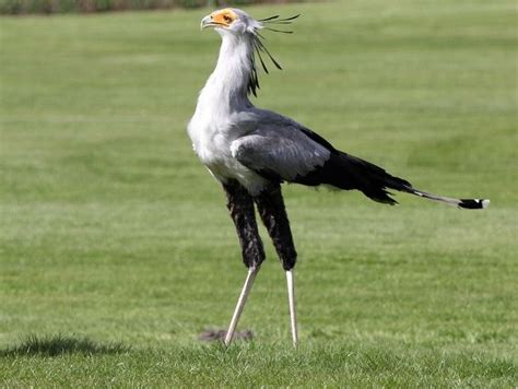 What Does Secretary Bird Mean Know The Diet And Habitat Infomation