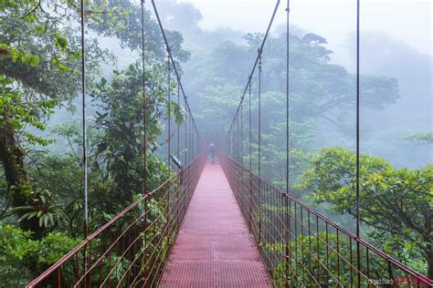 Man On A Suspended Bridge Monteverde Cloud Forest Costa Rica